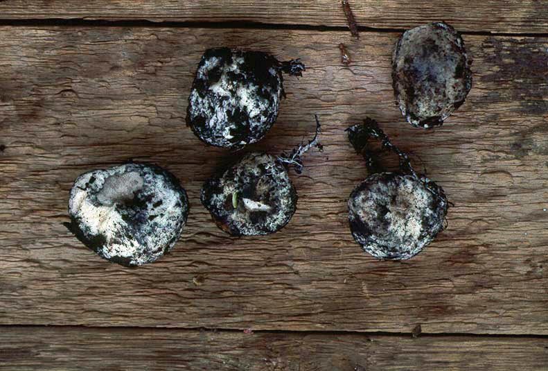 Chamonixia caespitosa